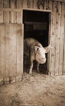 Oscar waiting for a treat
