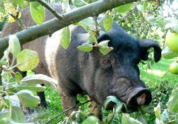 Betsy in the apple tree
