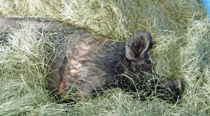 Betsy in her hay bed