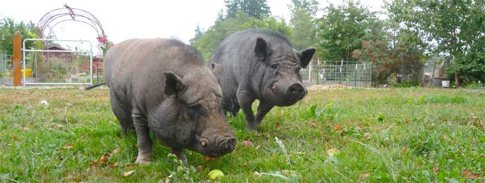 Bubba and Charlie find apples