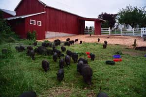 Pigs rescued from California.
