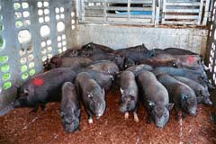 Pigs rescued from California.