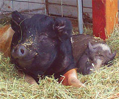 Fern snuggles with Chester