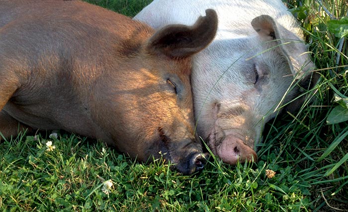 Honey and Alice snuggled together