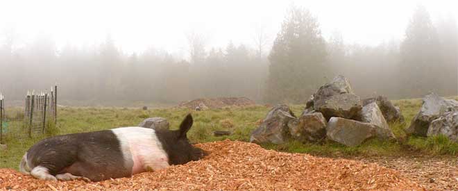 Joey Dickens on the new cedar chip pile