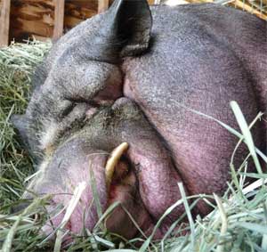 Kirby functionally blind