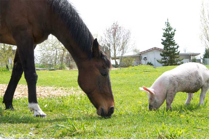 Good friends Pilgrim the horse and Ziggy the pig
