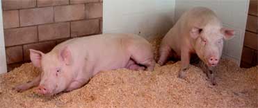 Ramona's first taste of peanutbutter