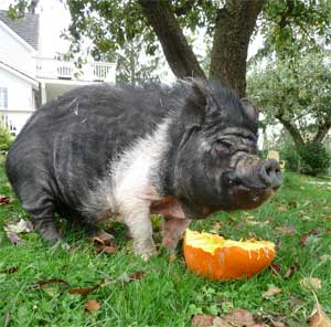 Scarlet enjoys a pumpkin
