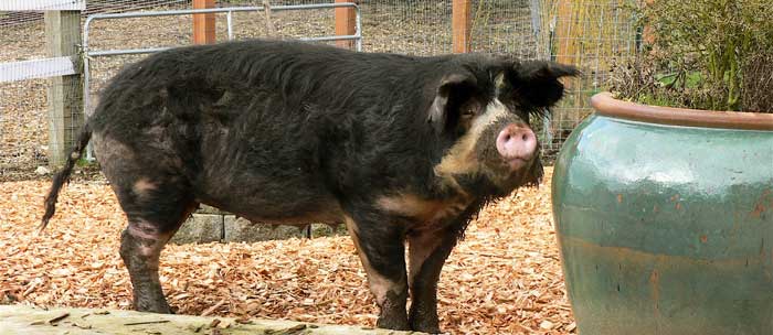 Willow watches cautiously